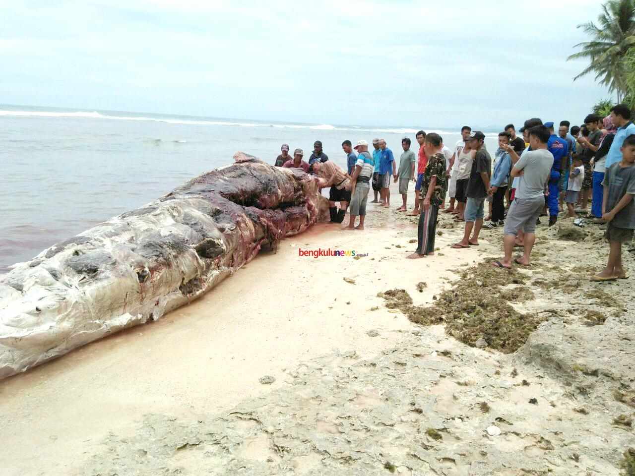 Bangkai Paus Terdampar di Pantai Kaur Hebohkan Warga