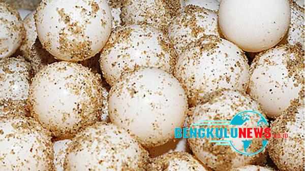 Stop Jual Beli Telur Penyu