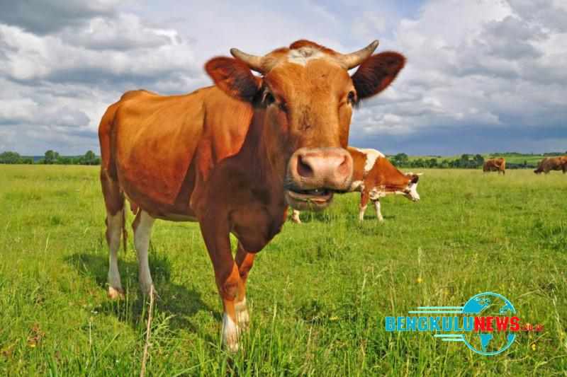 Ribuan Sapi Bali di Rejang Lebong Terancam Penyakit Jembrana