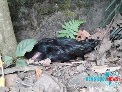 Kemenkes Waspada Penularan Flu Burung ke Manusia, Dinkes Diminta Rutin Melapor