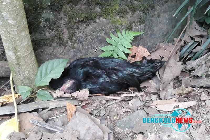 Warga Heboh, Banyak Ayam Kampung Mati Mendadak