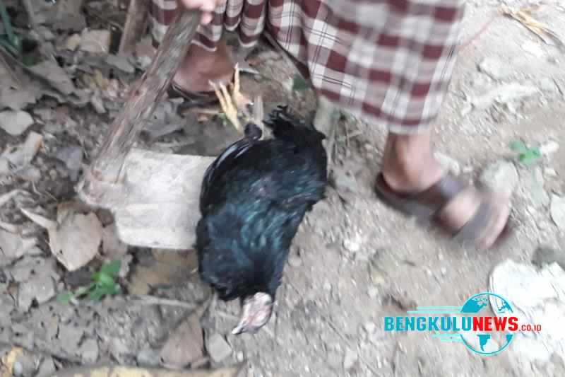 Pola Kematian Unggas di Lebong Mirip Flu Burung
