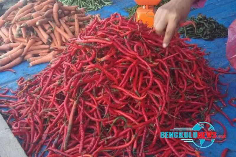Harga Cabai di Pasar Panorama Kota Bengkulu Kembali Turun