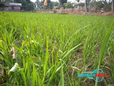 Puluhan Hektar Sawah di Kota Bengkulu Kekurangan Air