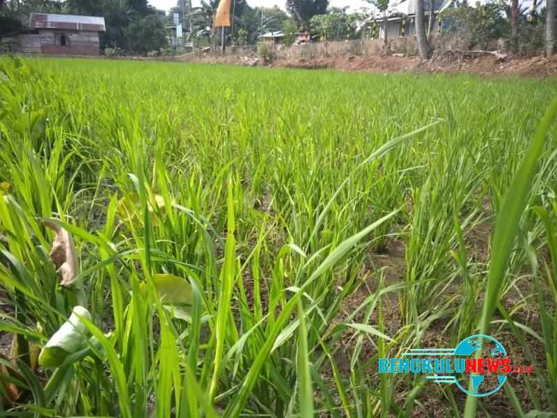 Puluhan Hektar Sawah di Kota Bengkulu Kekurangan Air