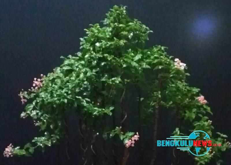 Bonsai