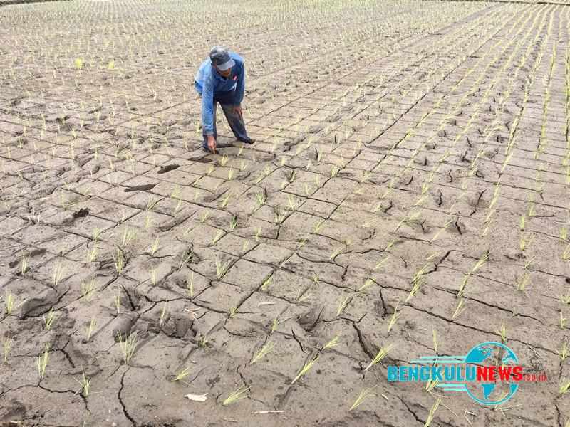 Ilustrasi. Areal sawah yang kekeringan. Foto: Dedy Rasyid, Dok BN