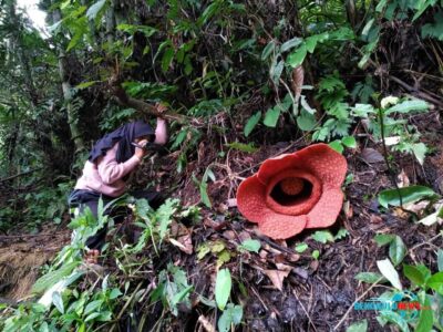 Bunga Rafflesia Gadutensis Mekar Bertepatan di Hari Sumpah Pemuda