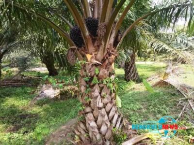 Harga TBS Sawit Ditetapkan Rp3.143, Sanksi bagi Pabrik yang Tak Patuh