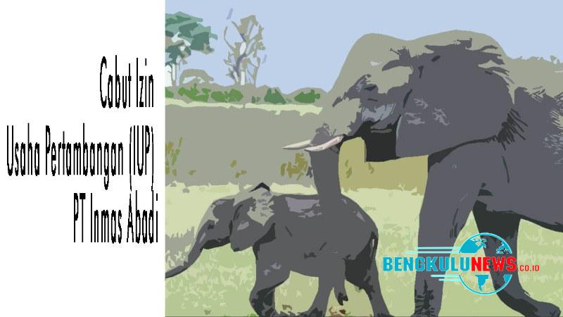 Penerbitan IUP PT Inmas Abadi Ancam Habitat Kunci Gajah