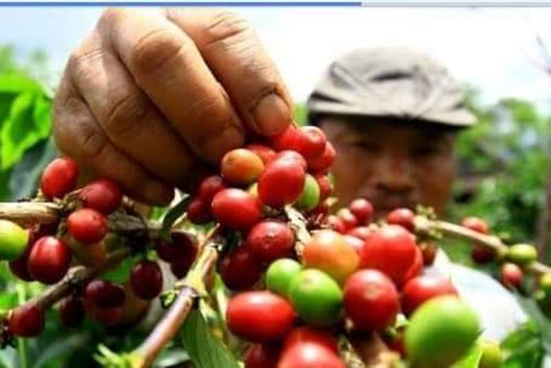 Dikenal sebagai Sentra Kopi, Desa Ini Minta Pemda Peduli