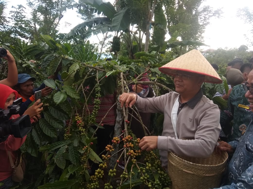 Gubernur Panen Kopi Bersama Warga
