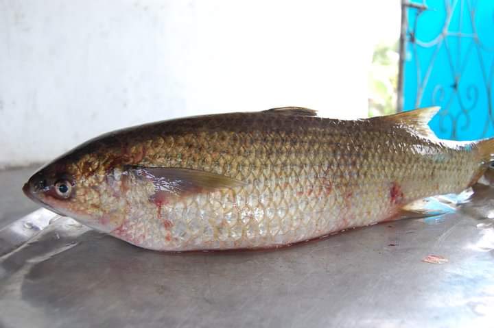 Ikan Mikih