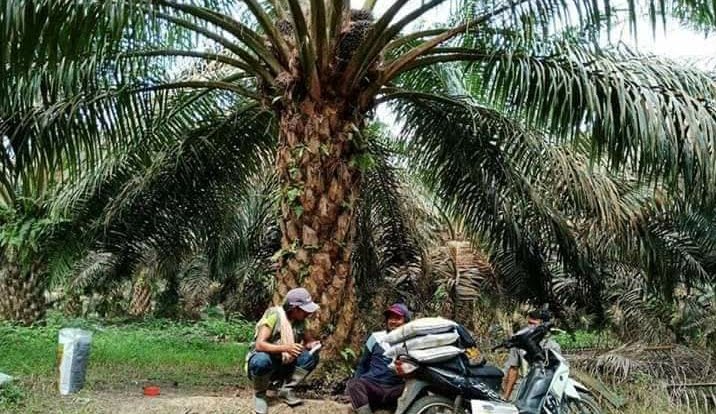 Puluhan Tanaman Sawit di Mukomuko Tidak Produktif