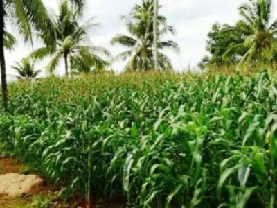 Dinas Pertanian Salurkan Pembunuh Hama Jagung