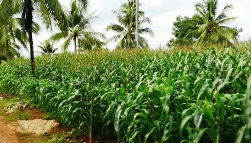 Dinas Pertanian Salurkan Pembunuh Hama Jagung