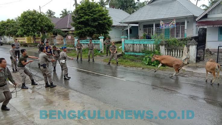 Hewan Ternak yang Berkeliaran Ditangkap, Pemilik Disanksi