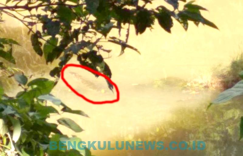Waspada! Warga Lihat Buaya di Sungai Lubuk Surau, Kecamatan Ipuh