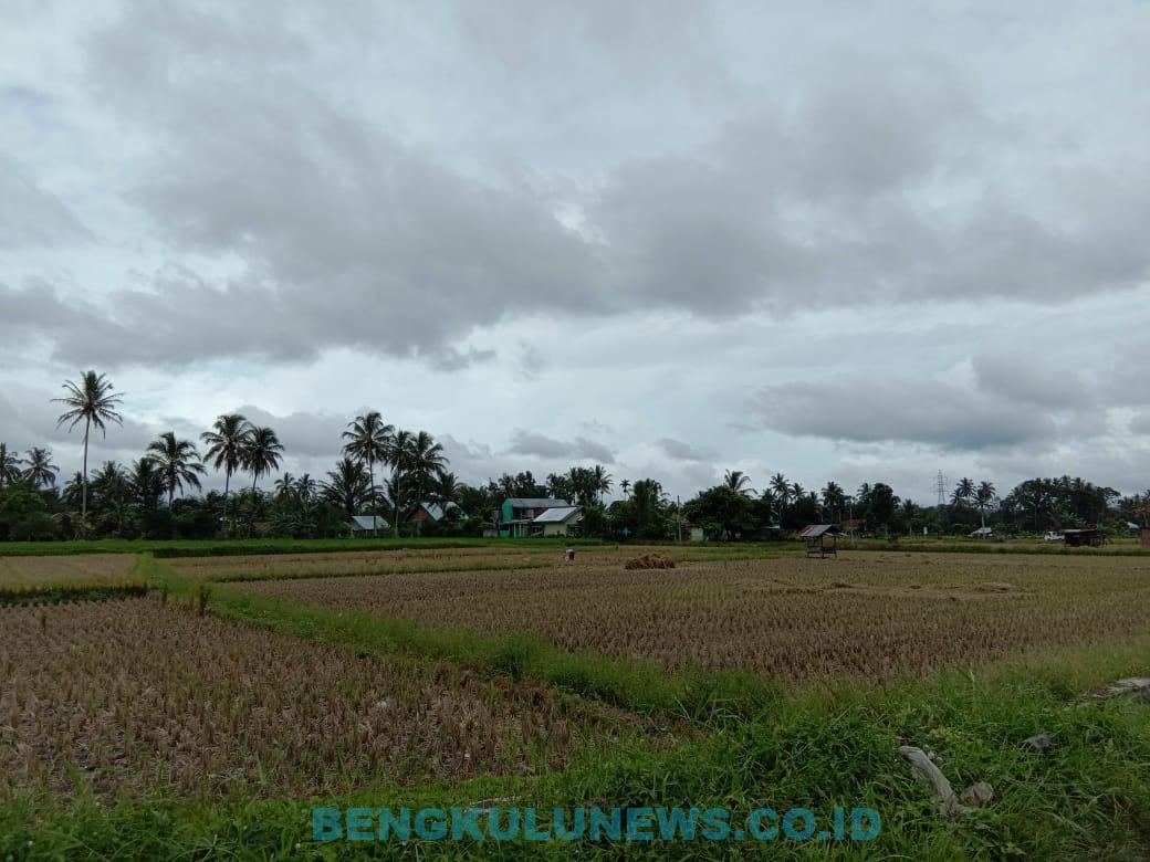 Irigasi Jebol, Puluhan Hektar Sawah Tidak Ditanami Padi