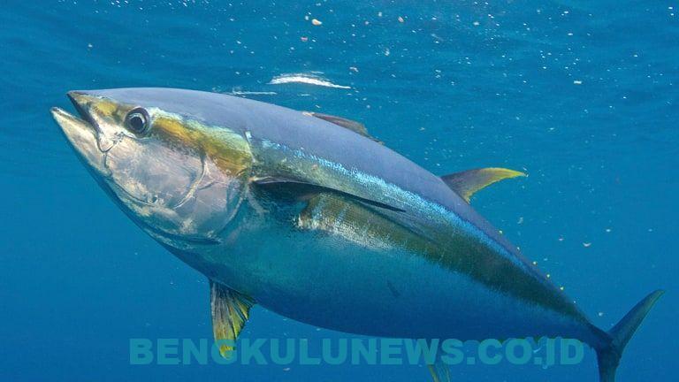 Melirik Tuna di Laut Bengkulu