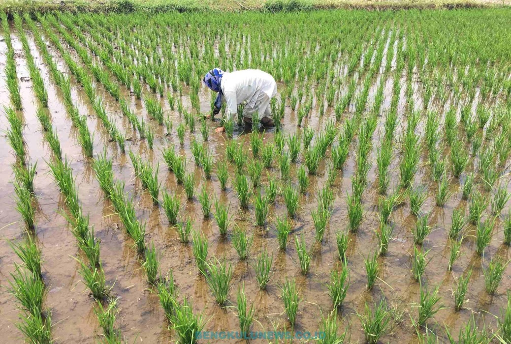 Petani Curup Galau