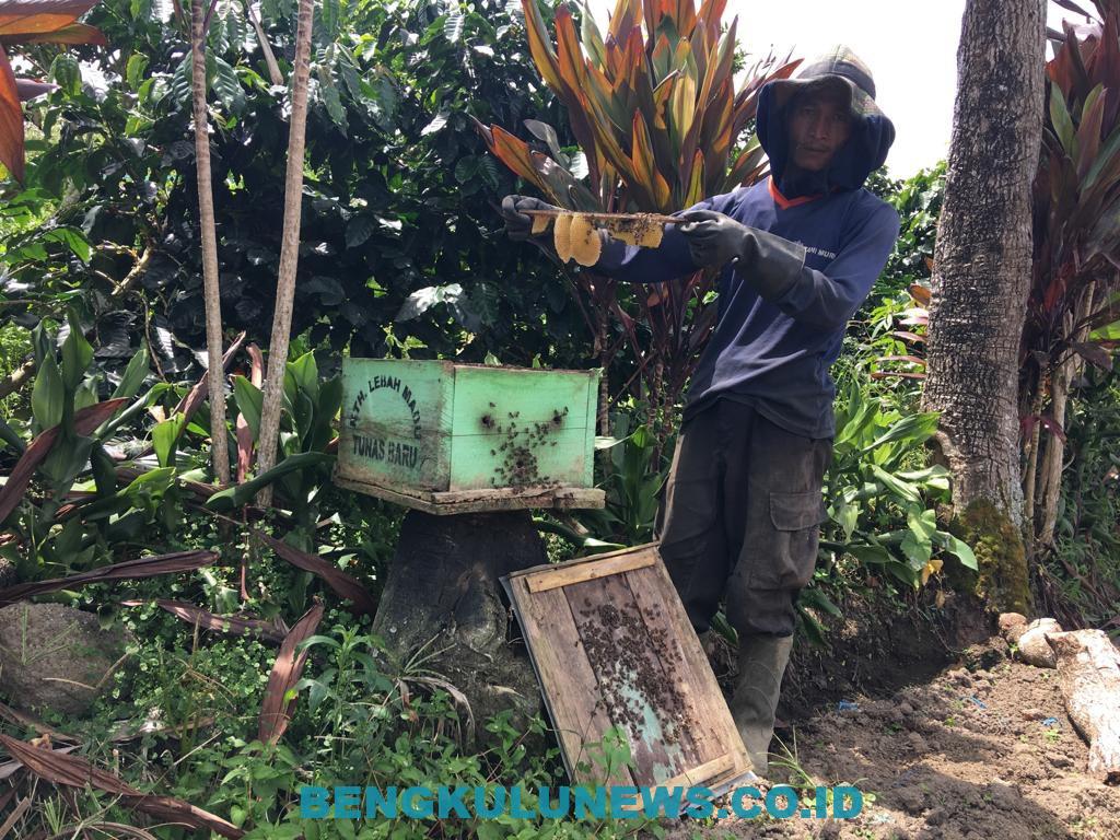 Petani Bukit Kaba Produksi Madu Beraromakan Kopi
