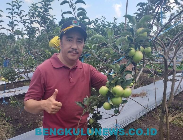 Rejang Lebong Sukses Kembangkan Apel Malang