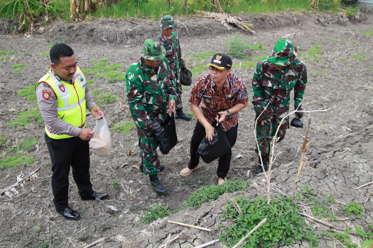 TNI dan Wartawan Kompak Bantu Petani Basmi Hama Tikus