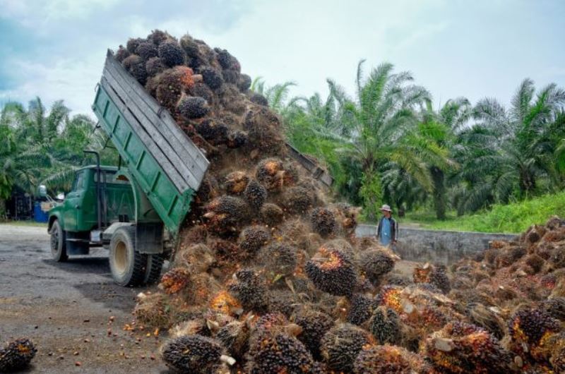 Jelang Idul Fitri, Harga TBS Sawit Provinsi Bengkulu Menurun