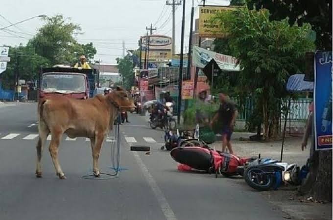 Pengendara Tabrak Ternak, Pemilik Bisa Dipidana