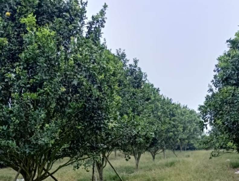 Resistensi Gulma di Rejang Lebong Terhadap Beberapa Dosis Herbisida Berbahan Aktif Glifosat