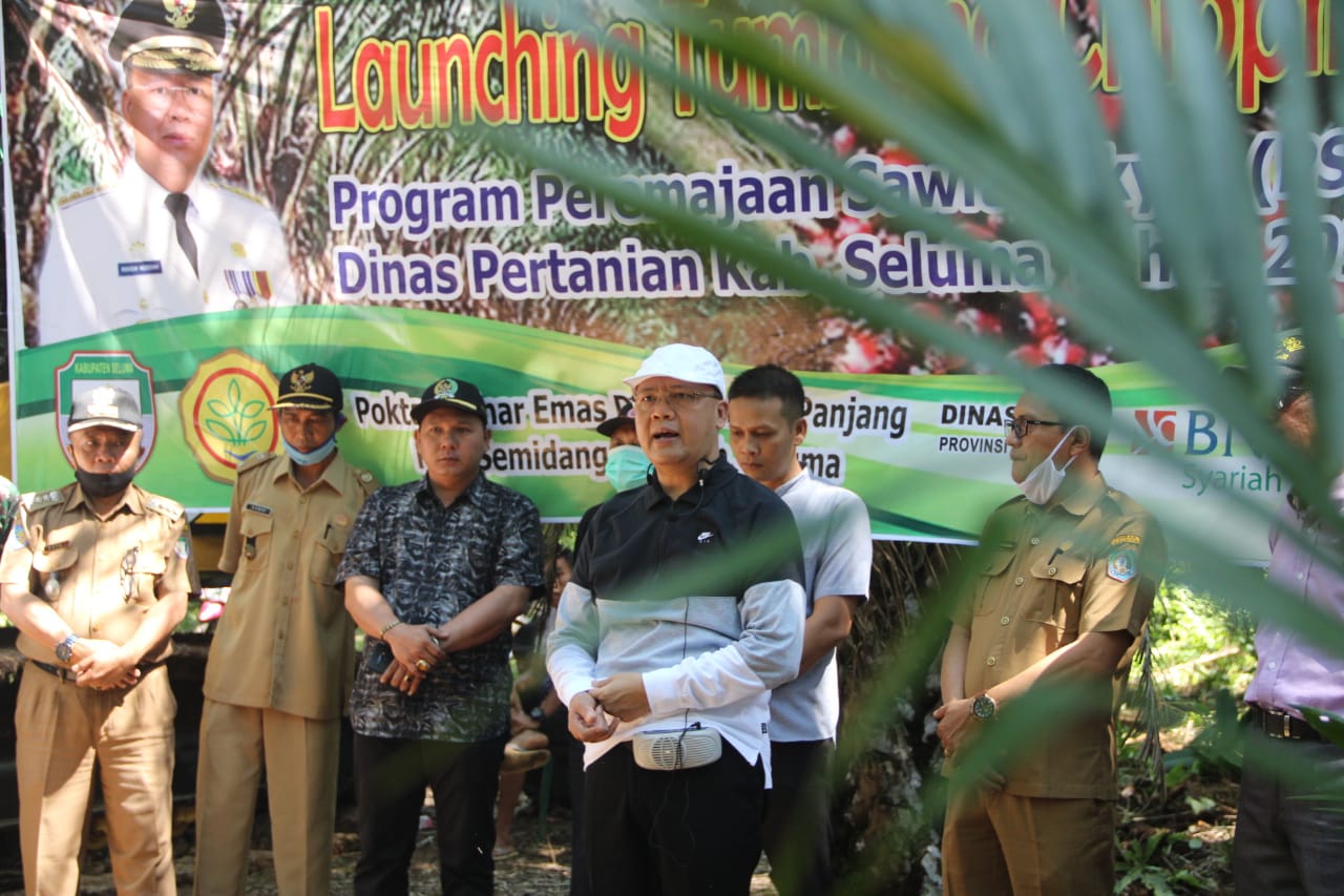 Gubernur Rohidin Launching Replanting Kelapa Sawit