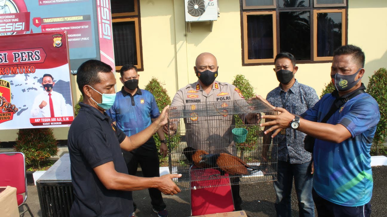 Polres Mukomuko Sita Tiga Ekor Burung Langka dari Tangan Warga