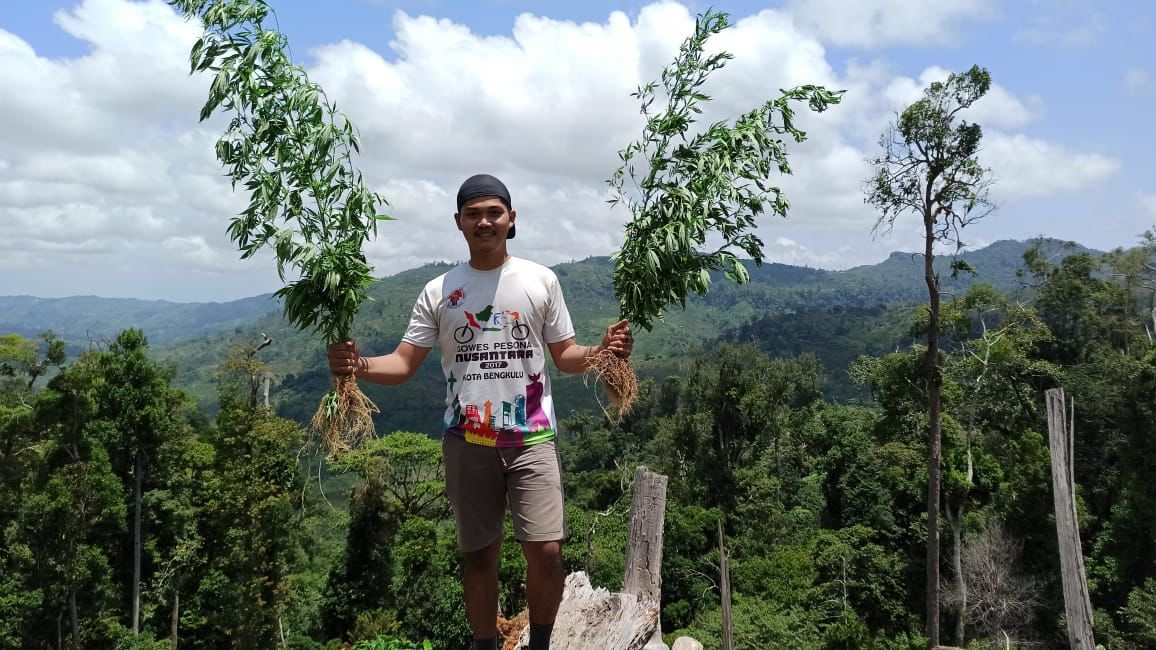 Polres Seluma Temukan Ladang Ganja di Kawasan Hutang Lindung