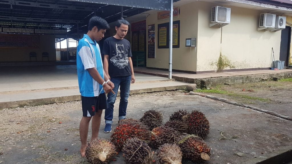 Maling Sawit, Pria Asal Jambi Diserahkan ke Polisi
