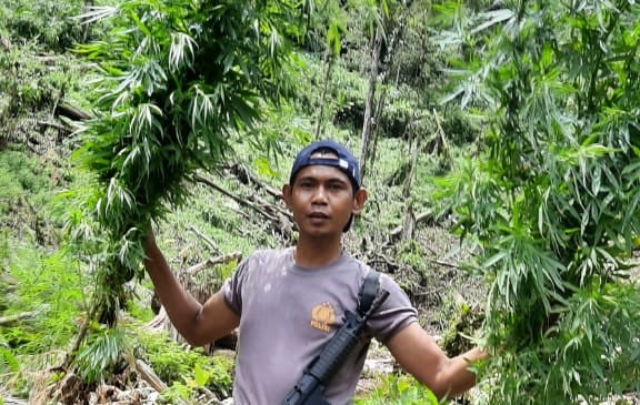 Polisi Temukan 1,5 Hektar Ladang Ganja di Hutan Lindung