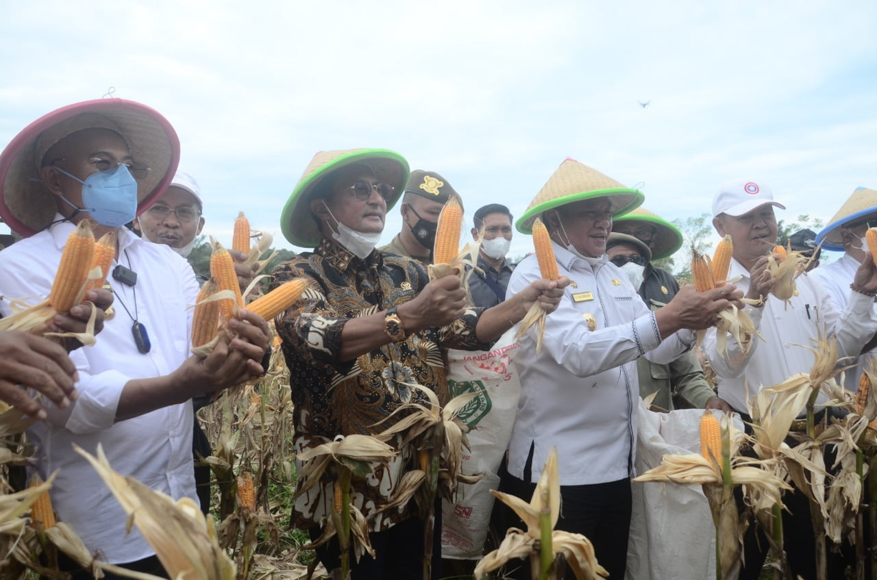 Wakil Ketua MPR Dorong Bengkulu Selatan Jadi Lumbung Jagung Nasional