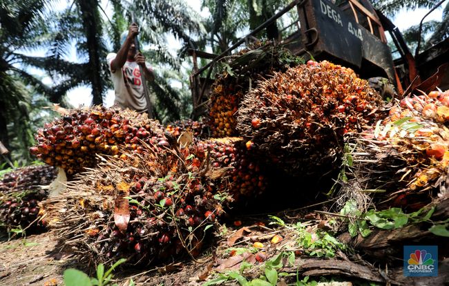 Pencuri Tandan Buah Sawit PT SIL Diringkus