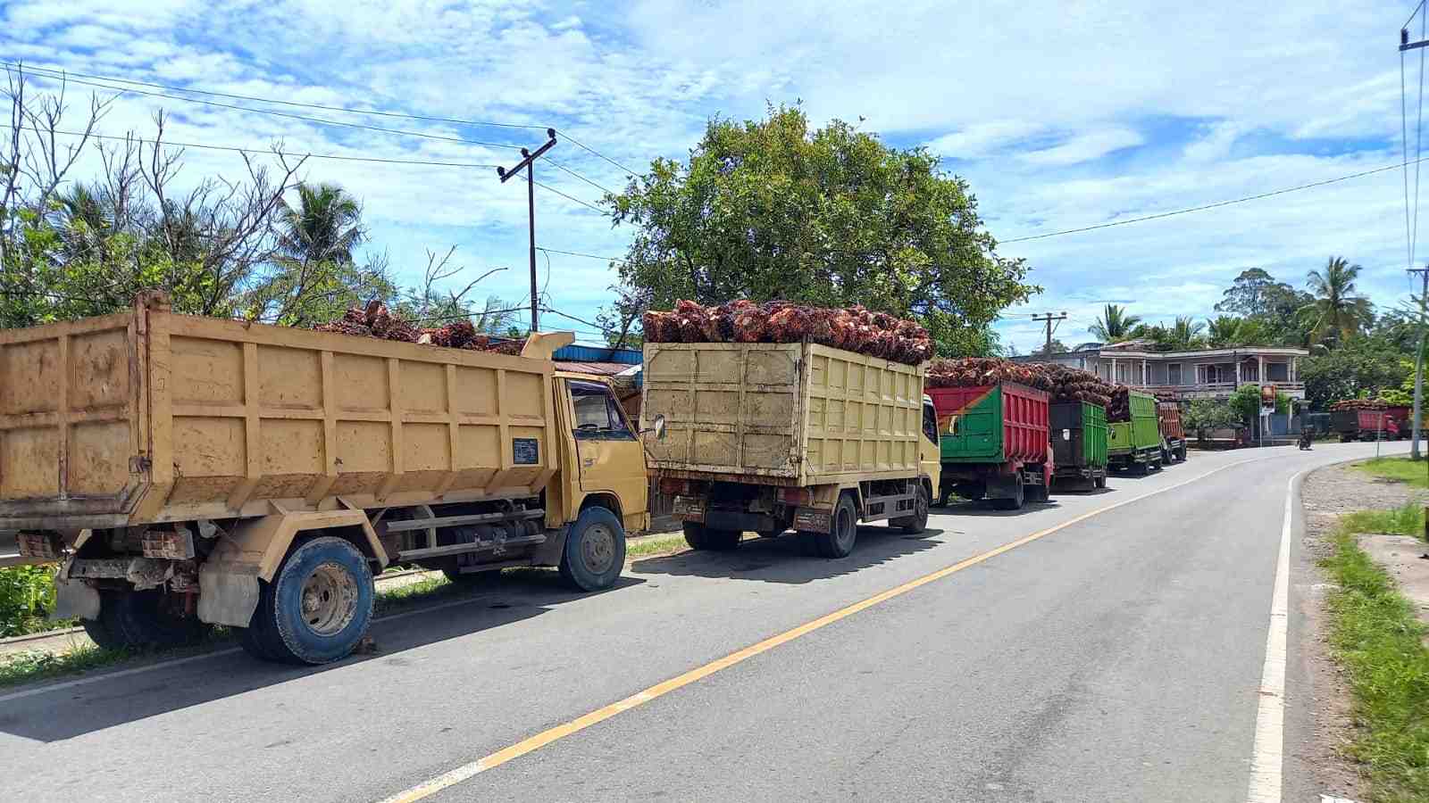 Sejumlah truk sawit sedang mengantri untuk masuk ke pabrik CPO Talang Empat, Bengkulu Tengah. Foto, BN