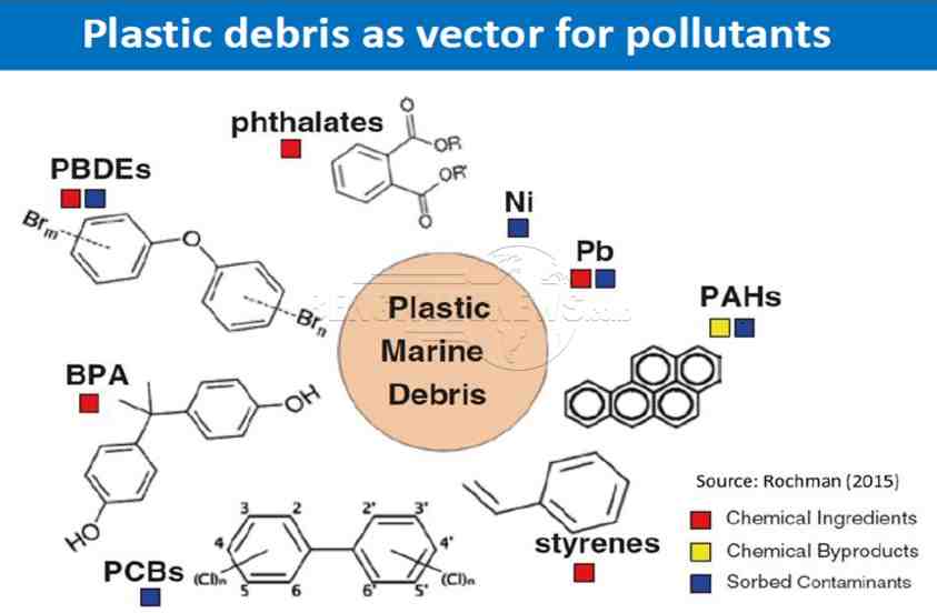 Sungai di Bengkulu Tercemar Mikroplastik, Penyebab Diabetes hingga Kanker