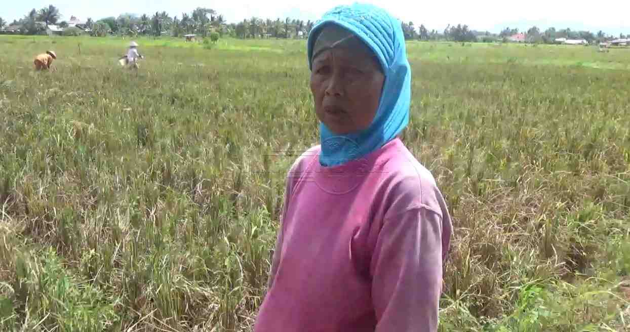 Diserang Hama Tikus, Hasil Panen Padi Petani Bengkulu Menurun