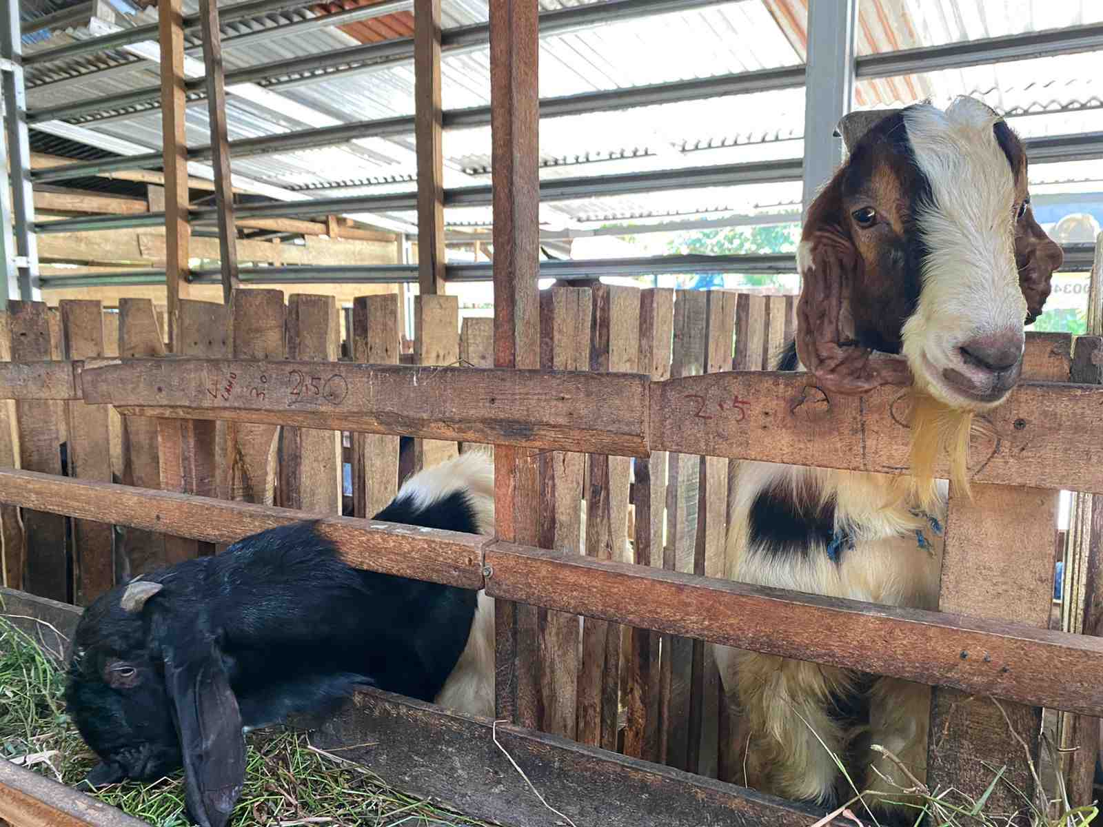Kambing yang disediakan untuk hari raya kurban. Foto, Cindy/BN