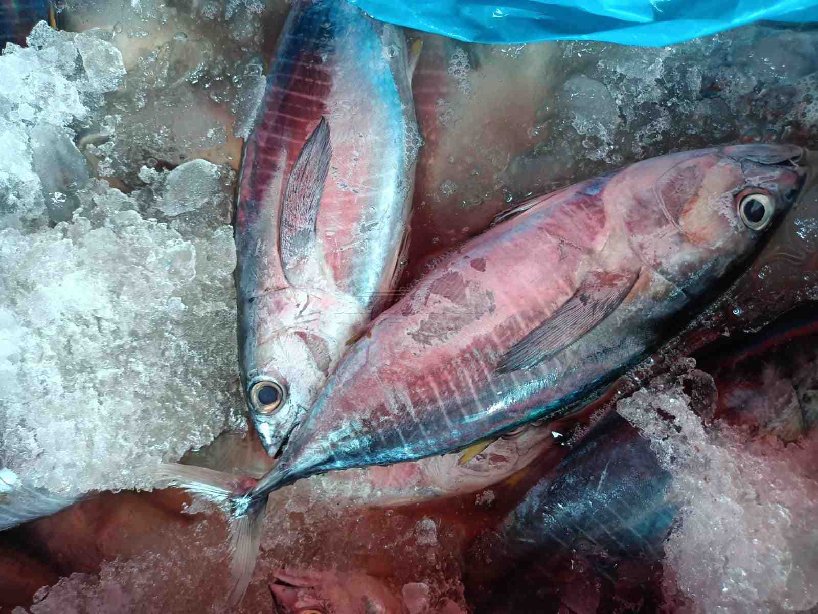 Ikan laut. Foto, Cindy/BN