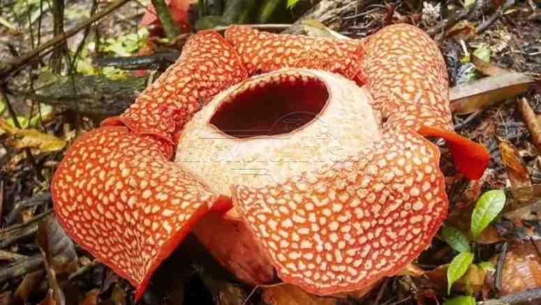 Rafflesia Mekar di Penembang, Polda Minta Masyarakat Tidak Merusak