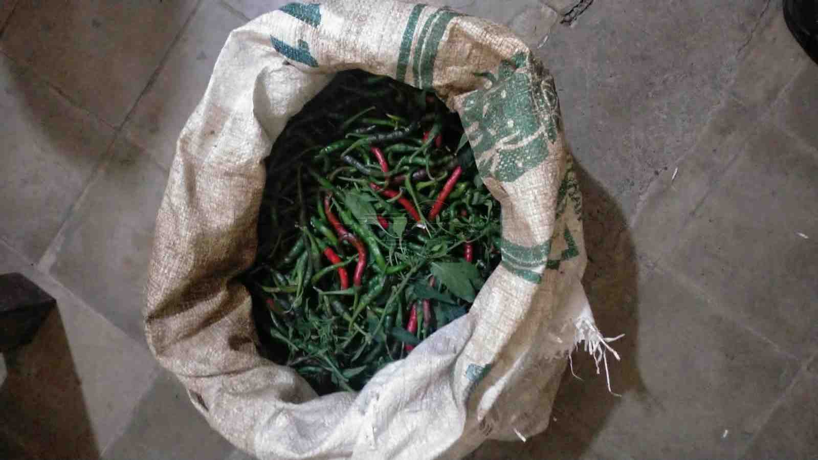 Dua Pemuda Benteng Dipergoki Warga Petik Cabe Orang Lain, Kini Diamankan Polisi