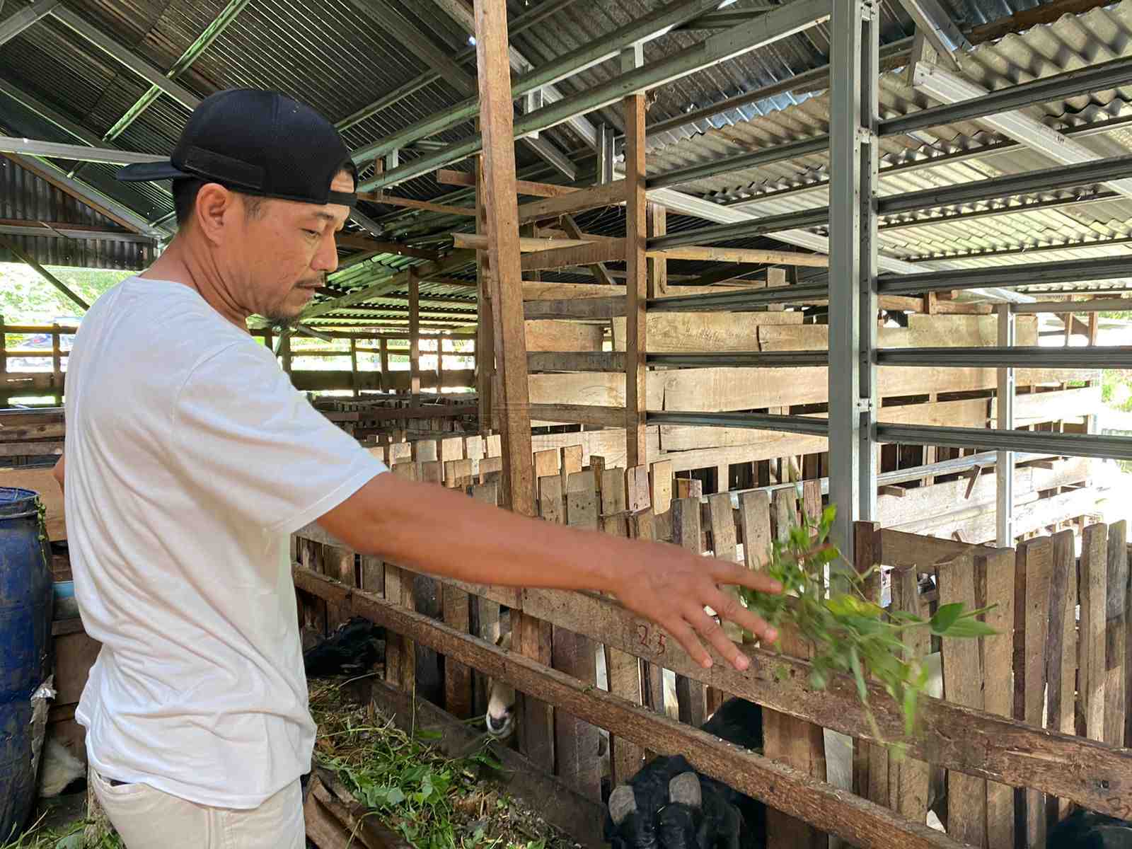 Peternak Siapkan Obat Herbal untuk Hewan yang Terjangkit Penyakit Mulut dan Kuku