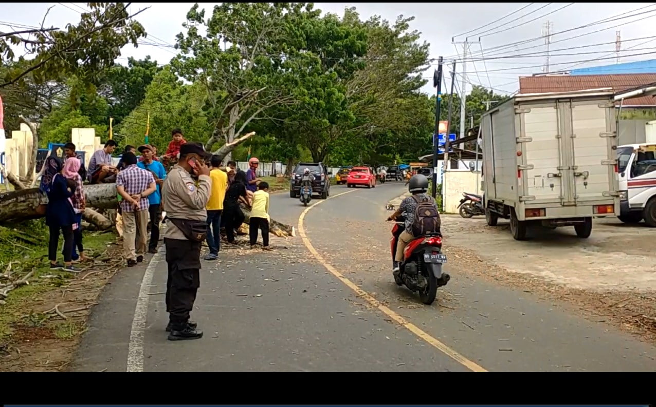 Pohon Tumbang Timpa Pengendara Motor