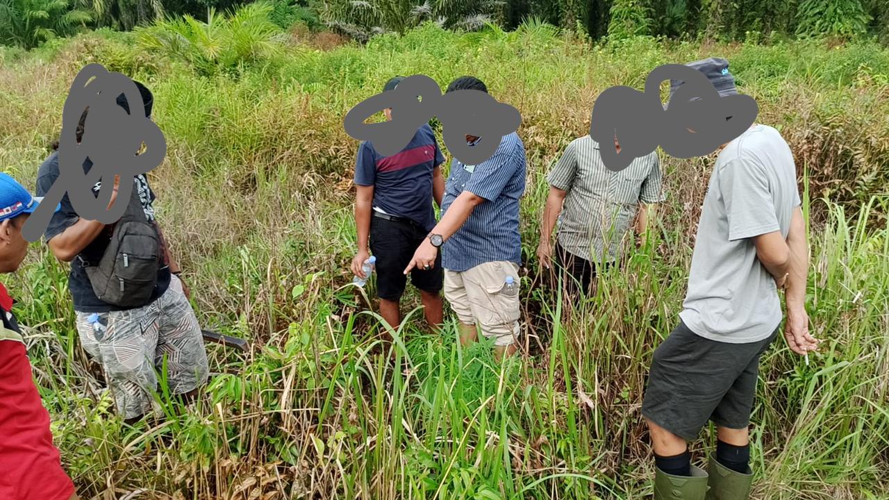 Polres Seluma Temukan Ladang Ganja di Kebun Sawit, Terduga Pelaku Diburu