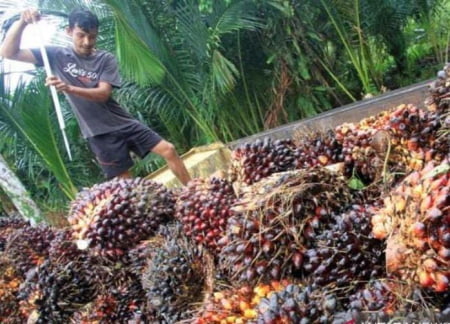 CPO jadi Penopang Surplus Neraca Perdagangan RI Senilai USD2,74 Miliar