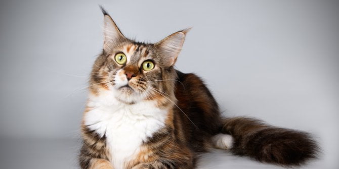 Kucing Maine Coon jadi Korban Pencurian, Emang Berapa Sih Harganya?